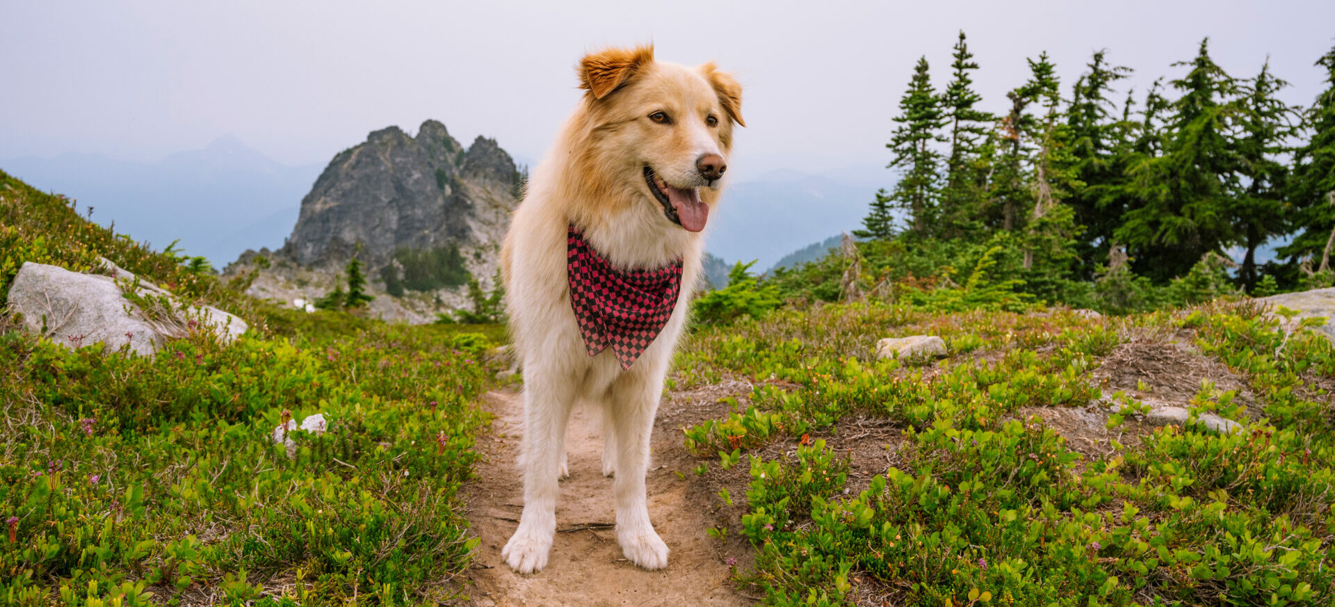 Pet Insurance Plans That Protect Your Furry Friends